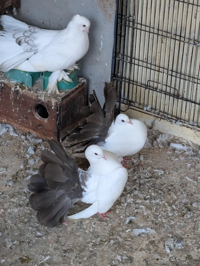 Fantail breder pairs — photo 2
