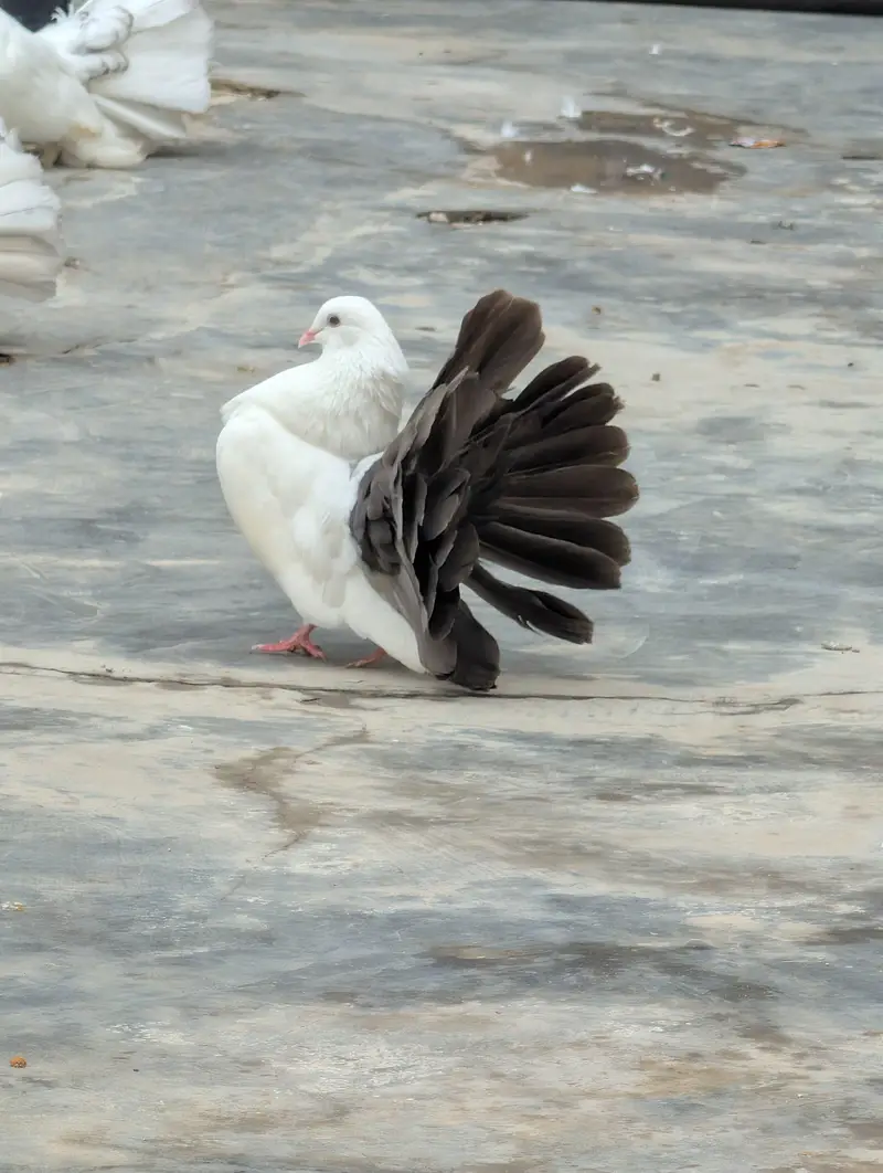 Fantail breder pairs — photo 3
