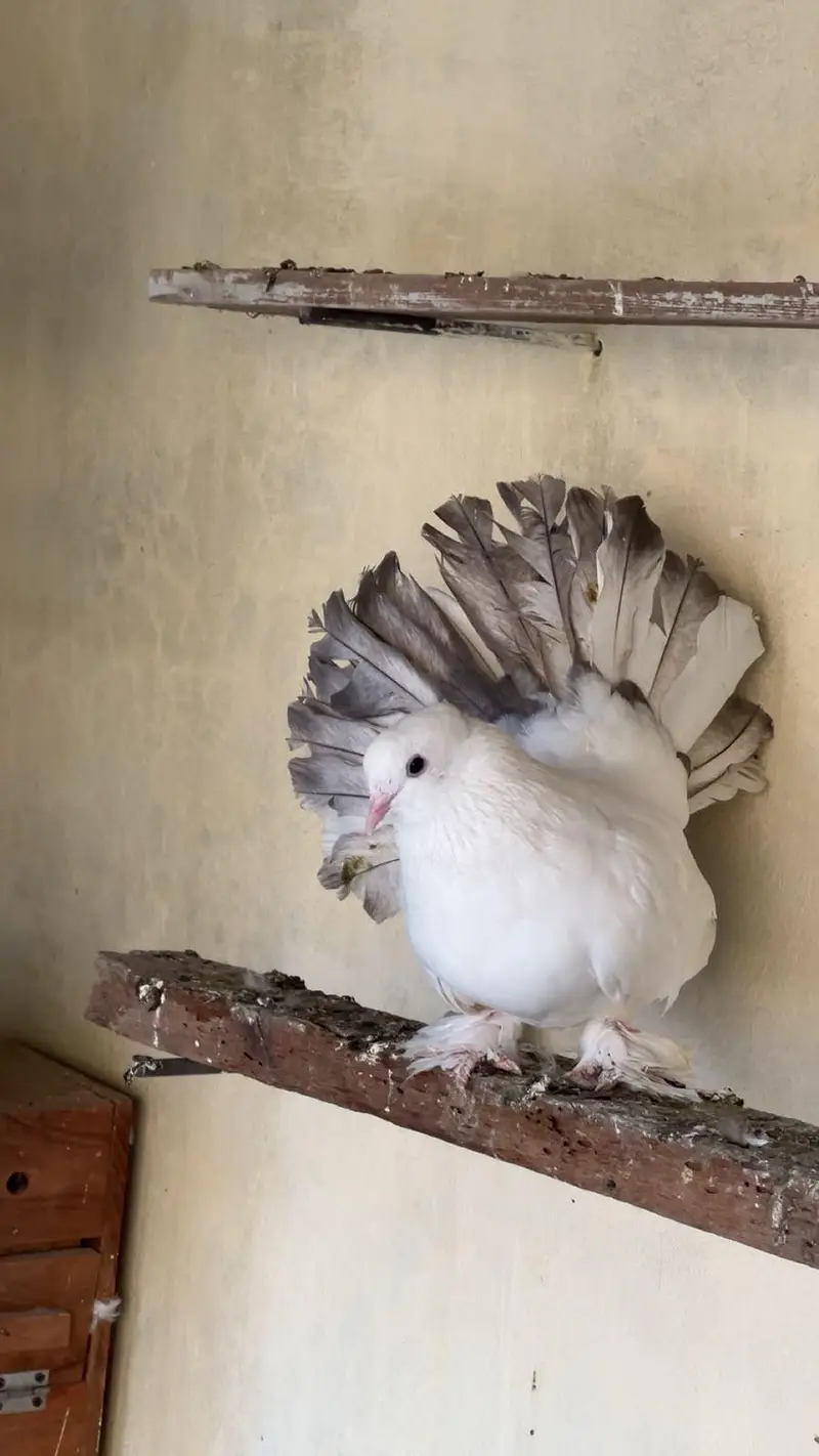 Fantail breder pairs — photo 9