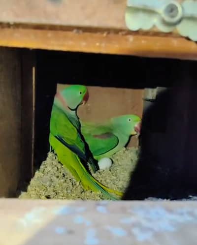 raw parrot female