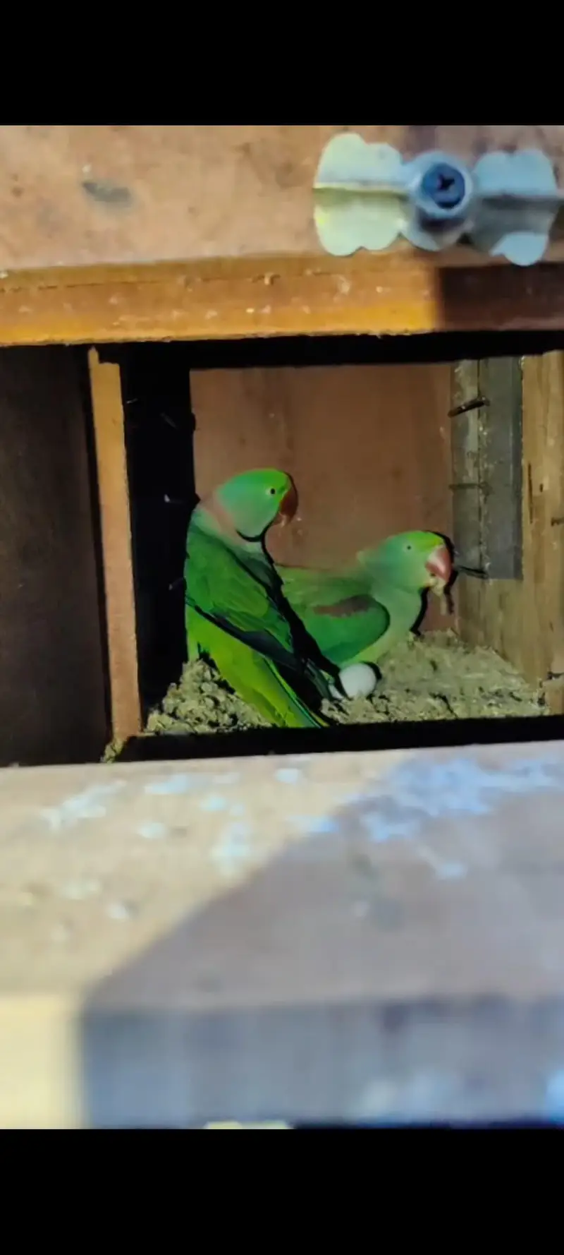 raw parrot female — photo 2