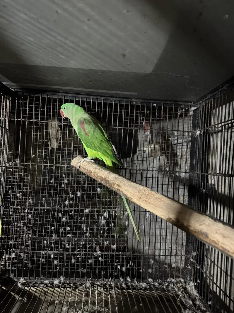 raw parrot female — photo 3