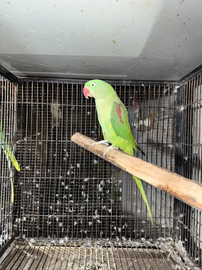raw parrot female — photo 4