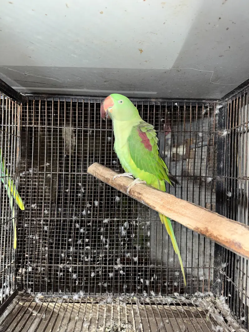 raw parrot female — photo 5