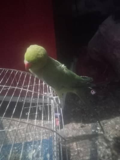raw parrot