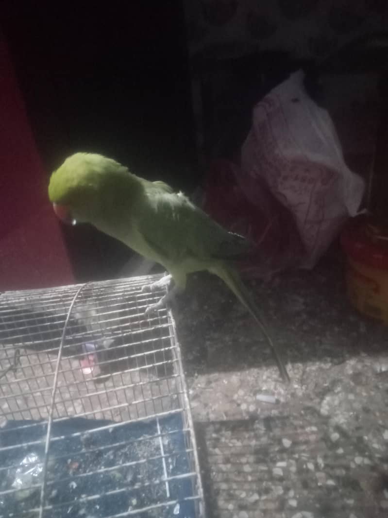 raw parrot 1