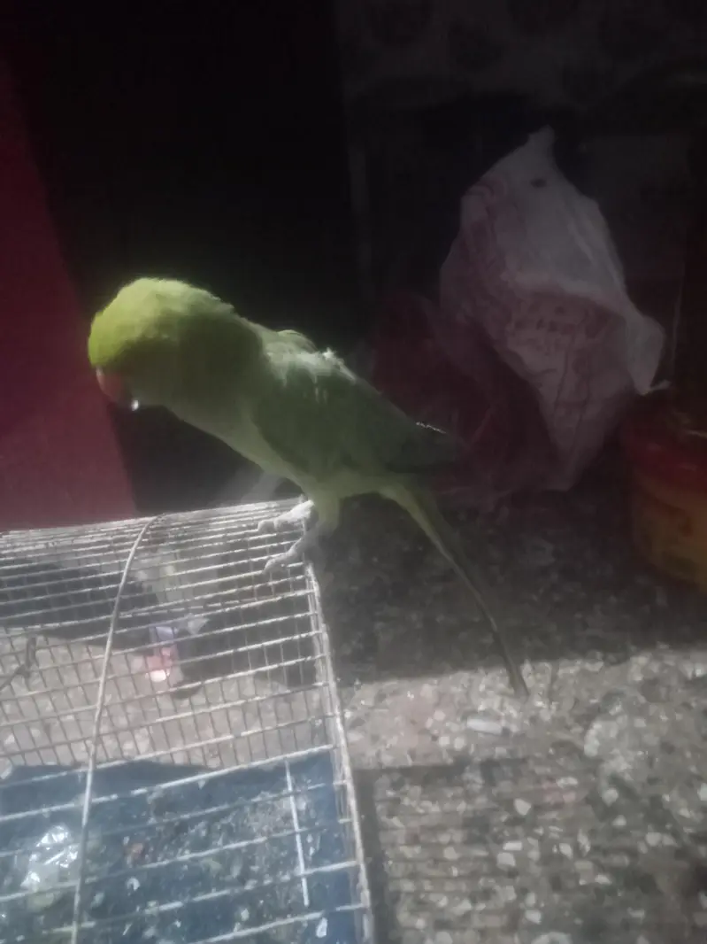 raw parrot — photo 2