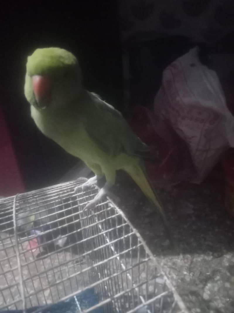 raw parrot 2