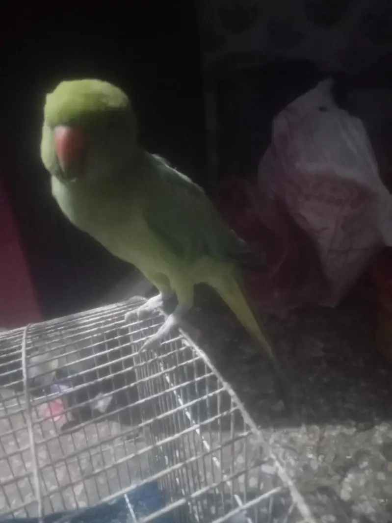 raw parrot — photo 3