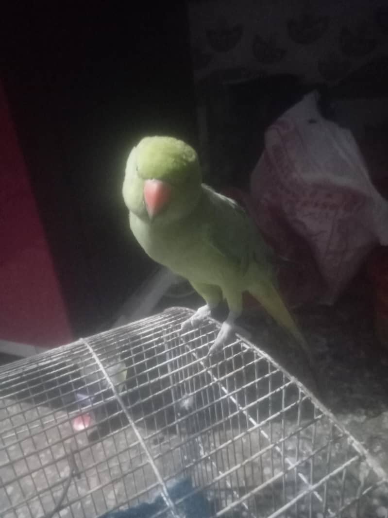 raw parrot 3