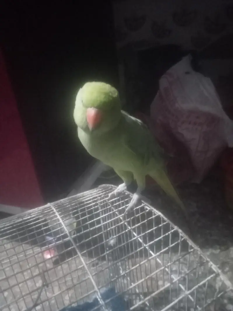 raw parrot — photo 4