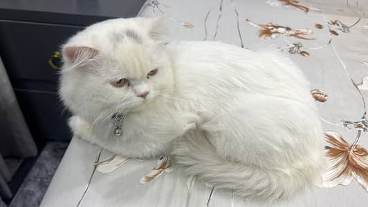 cat for sale