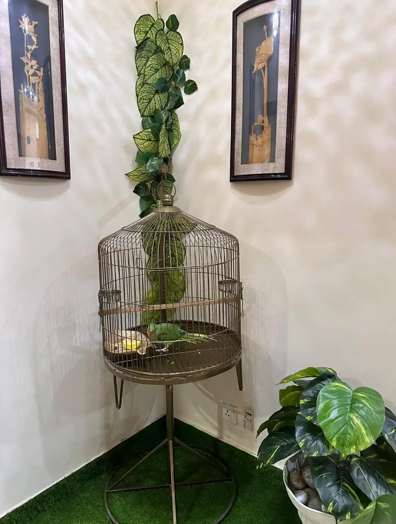 Best Quality round shape Birds cages available 0300-4331882 — photo 2