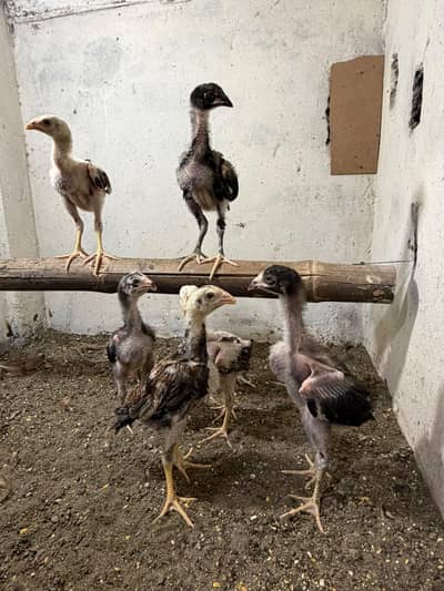 pure Aseel chicks