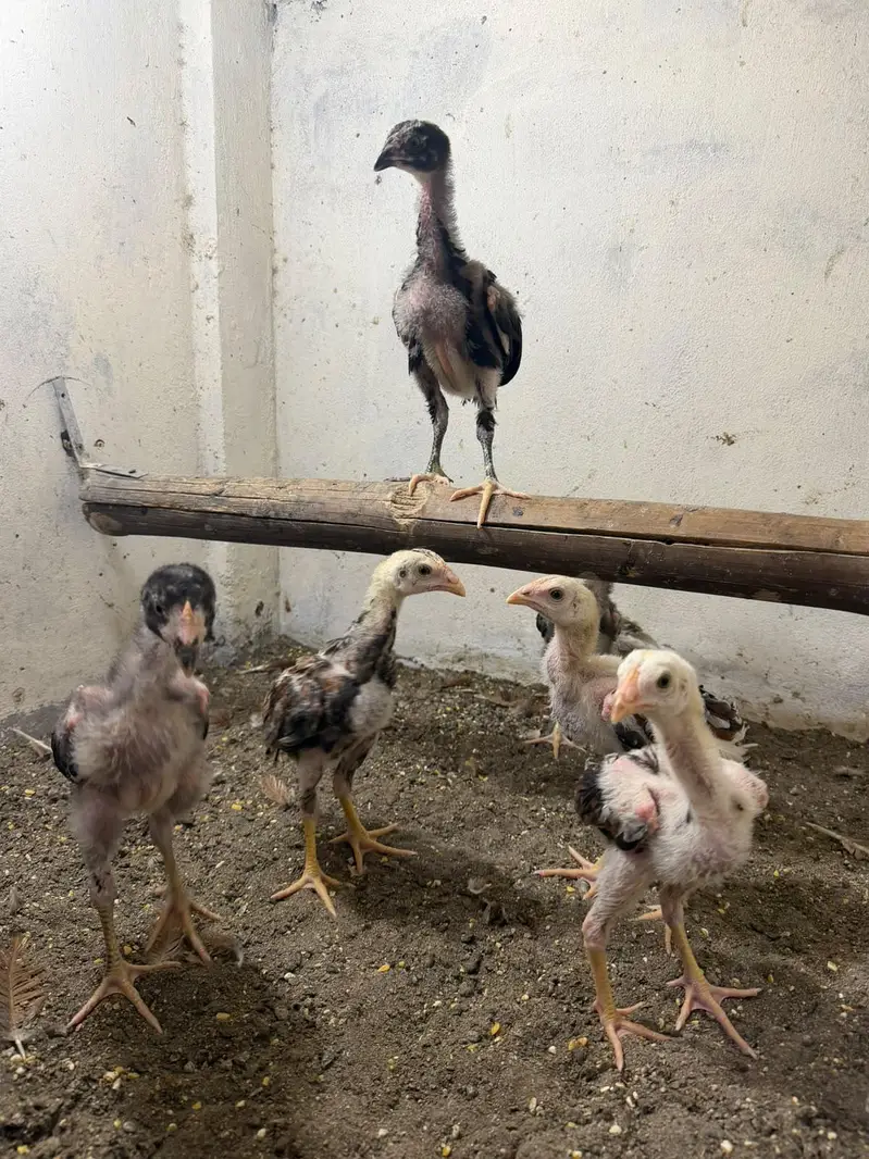 pure Aseel chicks — photo 2