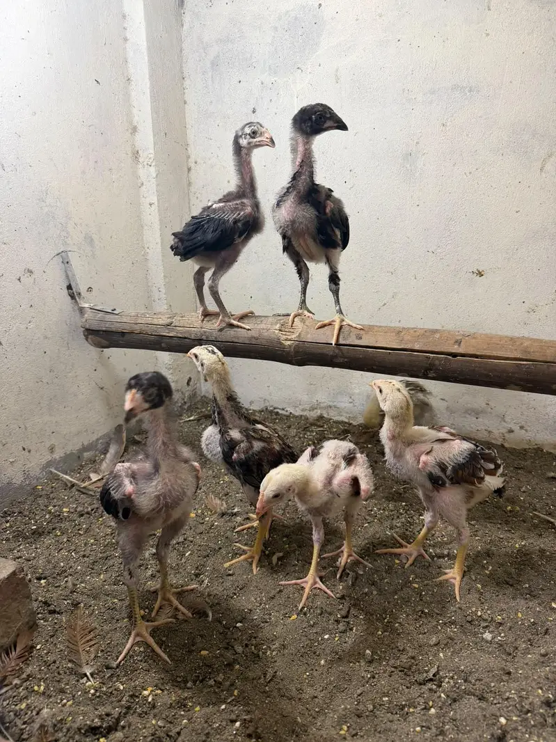 pure Aseel chicks — photo 3