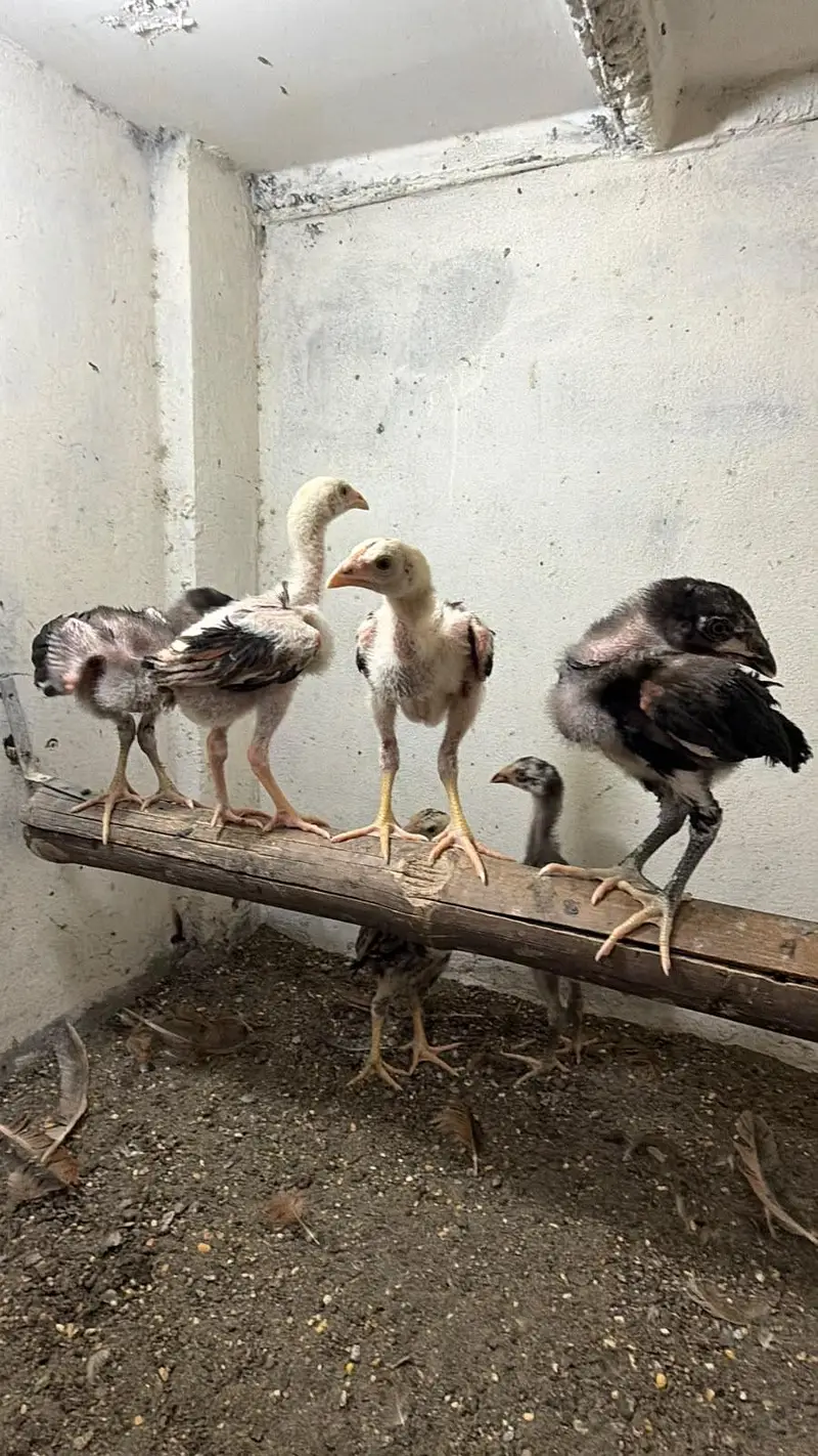 pure Aseel chicks — photo 4