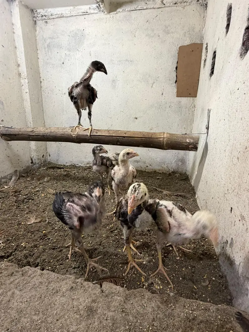 pure Aseel chicks — photo 5