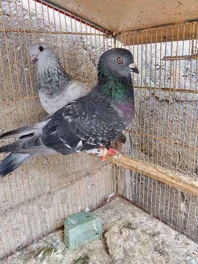 I am selling pigeon