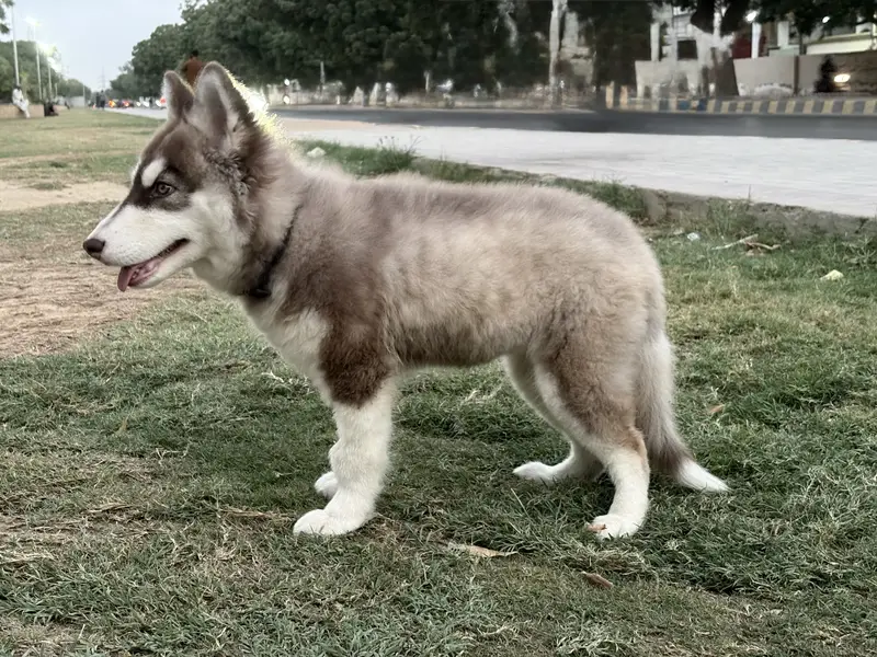 4 month old female Siberian Husky - Long Coat — photo 2