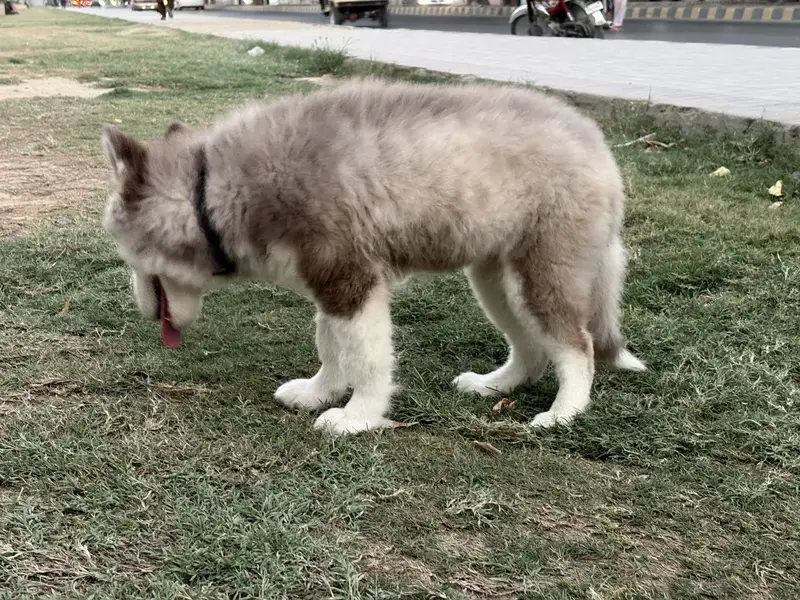 4 month old female Siberian Husky - Long Coat — photo 3