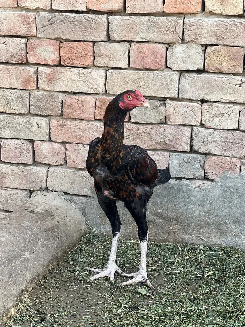 Aseel Male & Females — photo 2