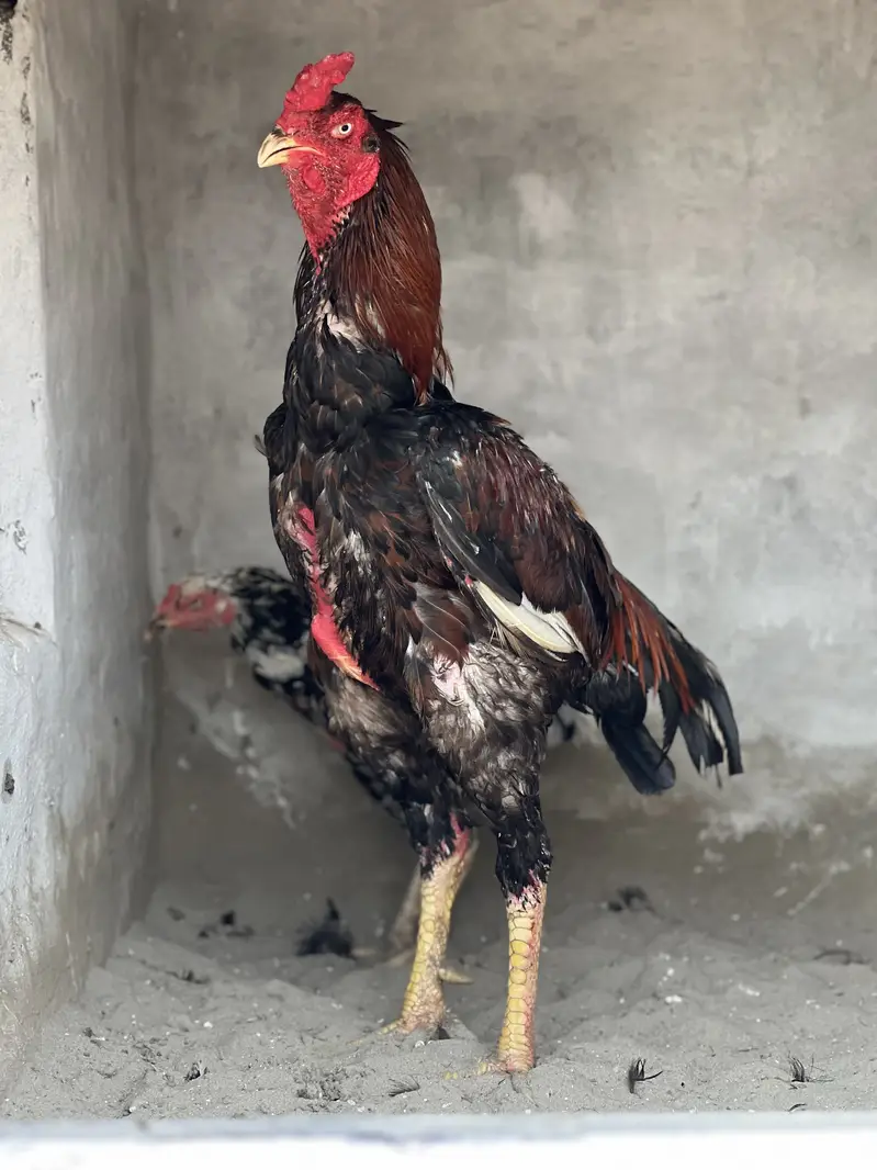 Aseel Male & Females — photo 3