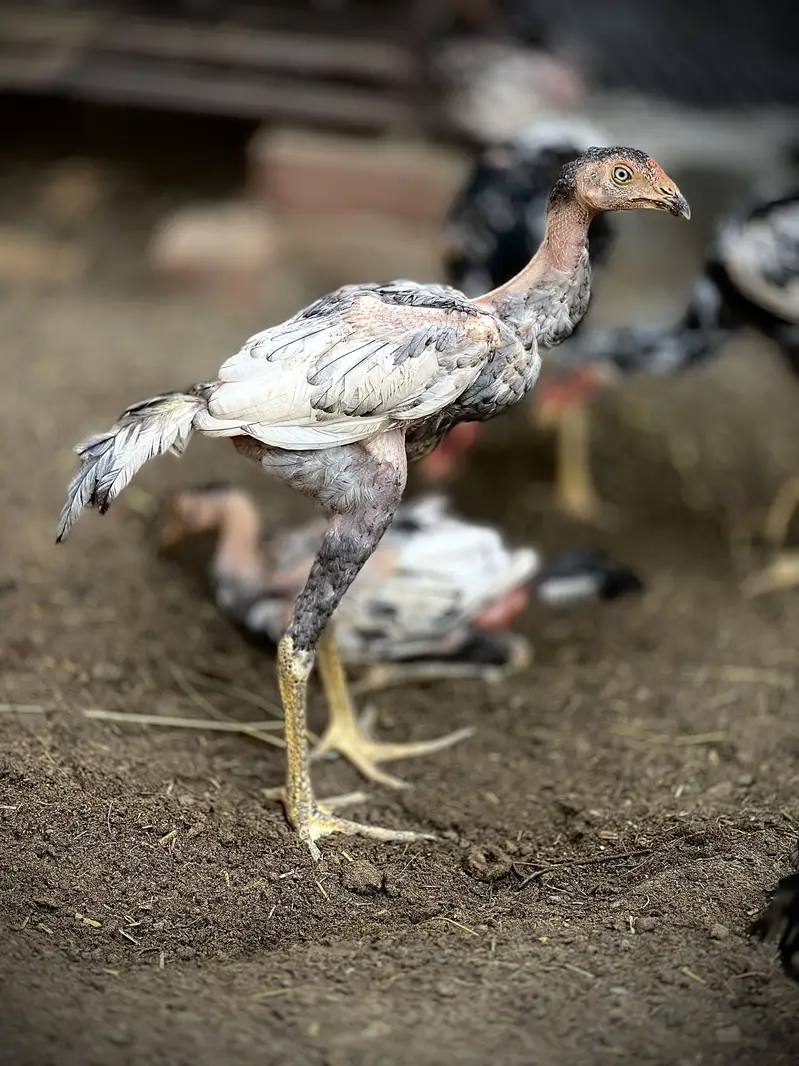 Aseel Male & Females — photo 4