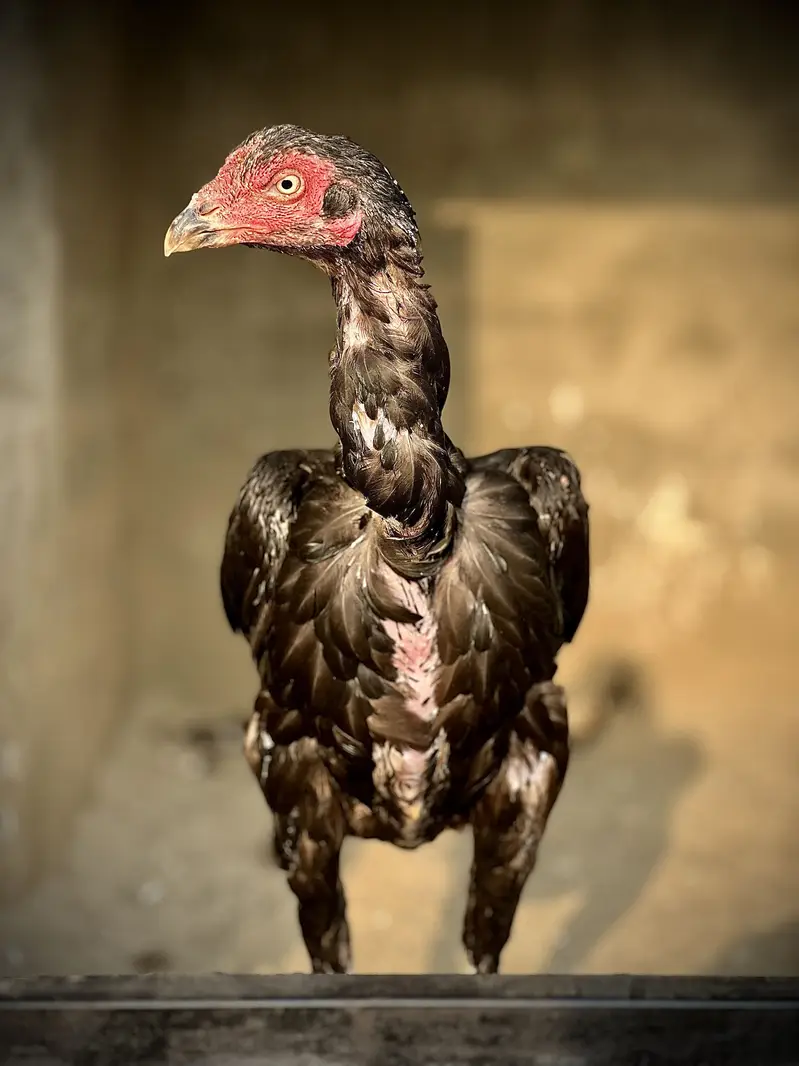 Aseel Male & Females — photo 5