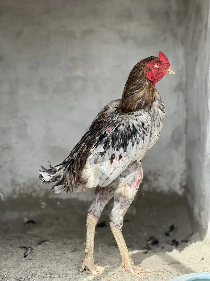 Aseel Male & Females — photo 6