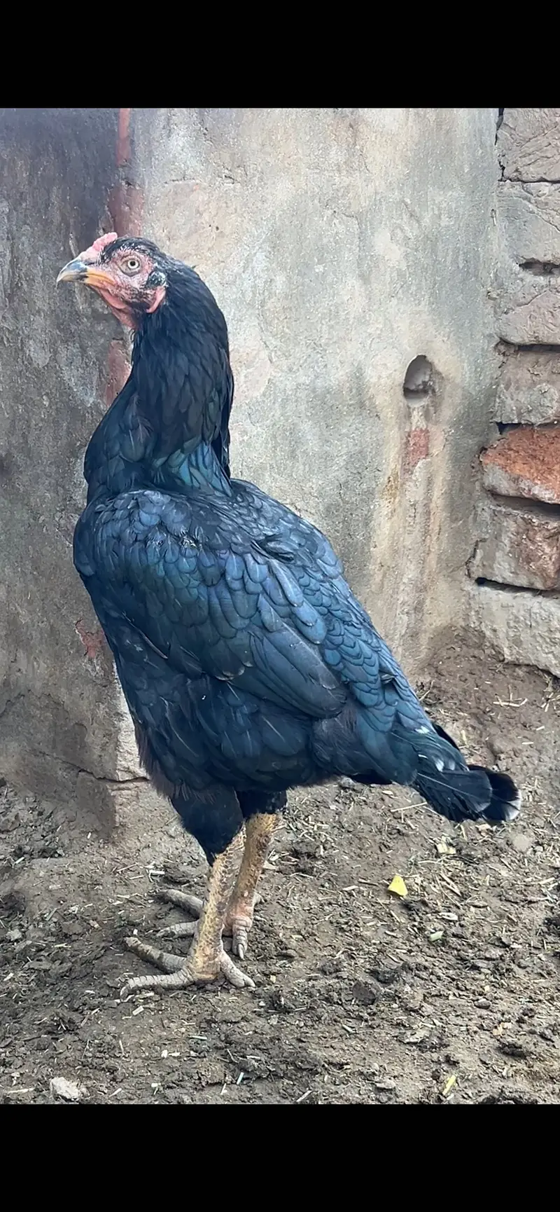 Aseel Male & Females — photo 7