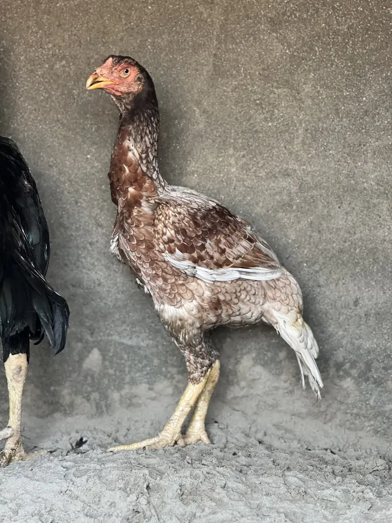 Aseel Male & Females — photo 8