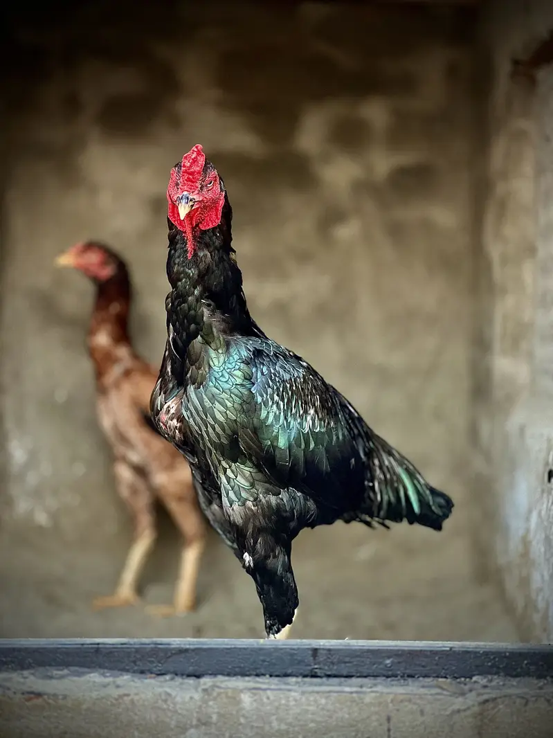 Aseel Male & Females — photo 9