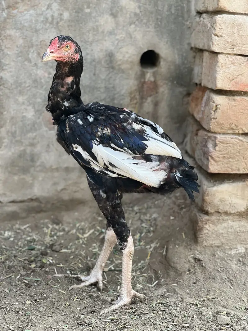 Aseel Male & Females — photo 10