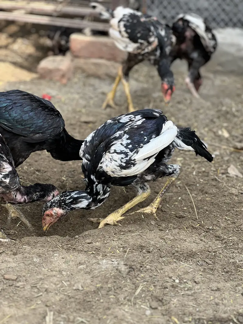 Aseel Male & Females — photo 11