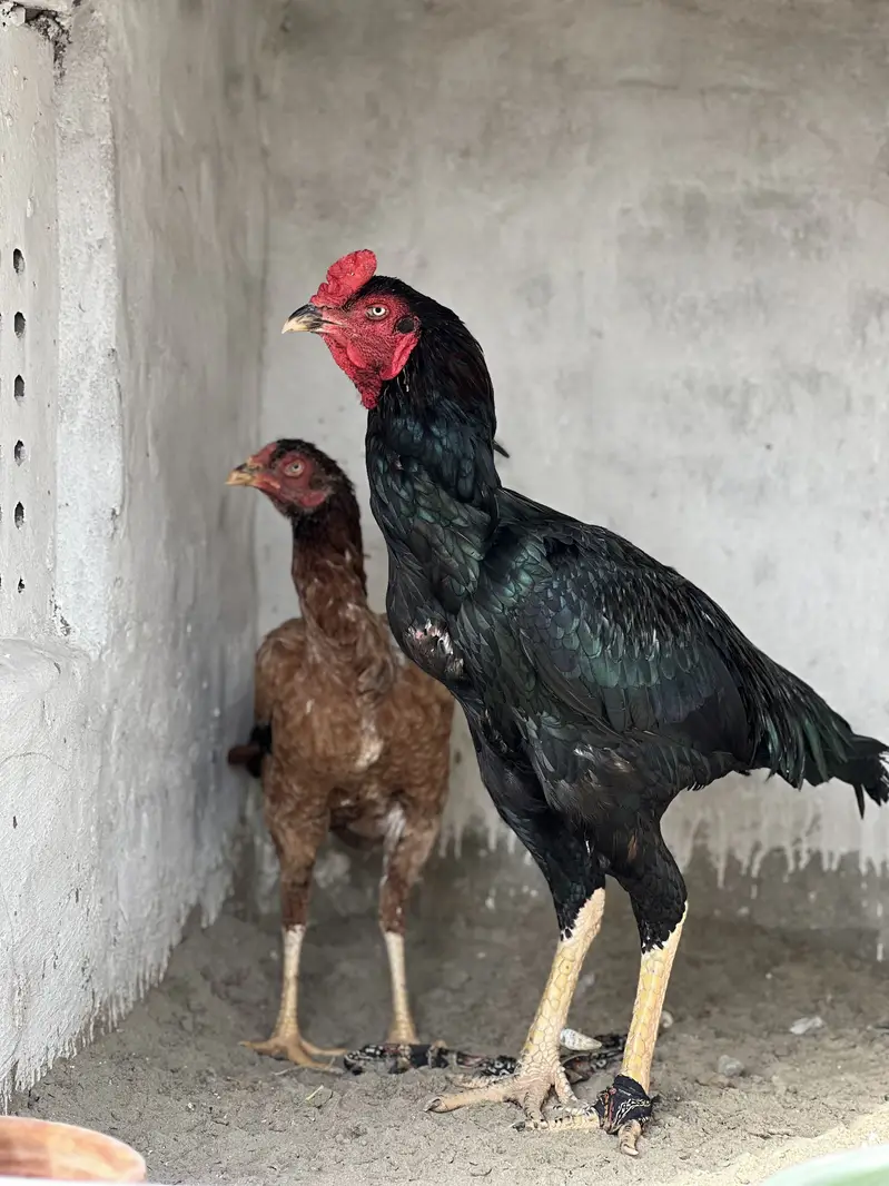 Aseel Male & Females — photo 12
