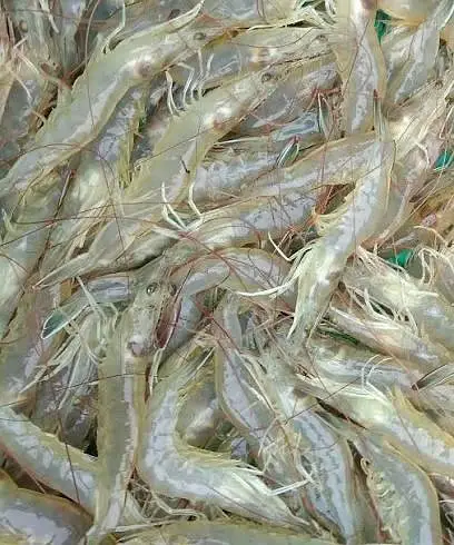 Fresh White Prawns — photo 3