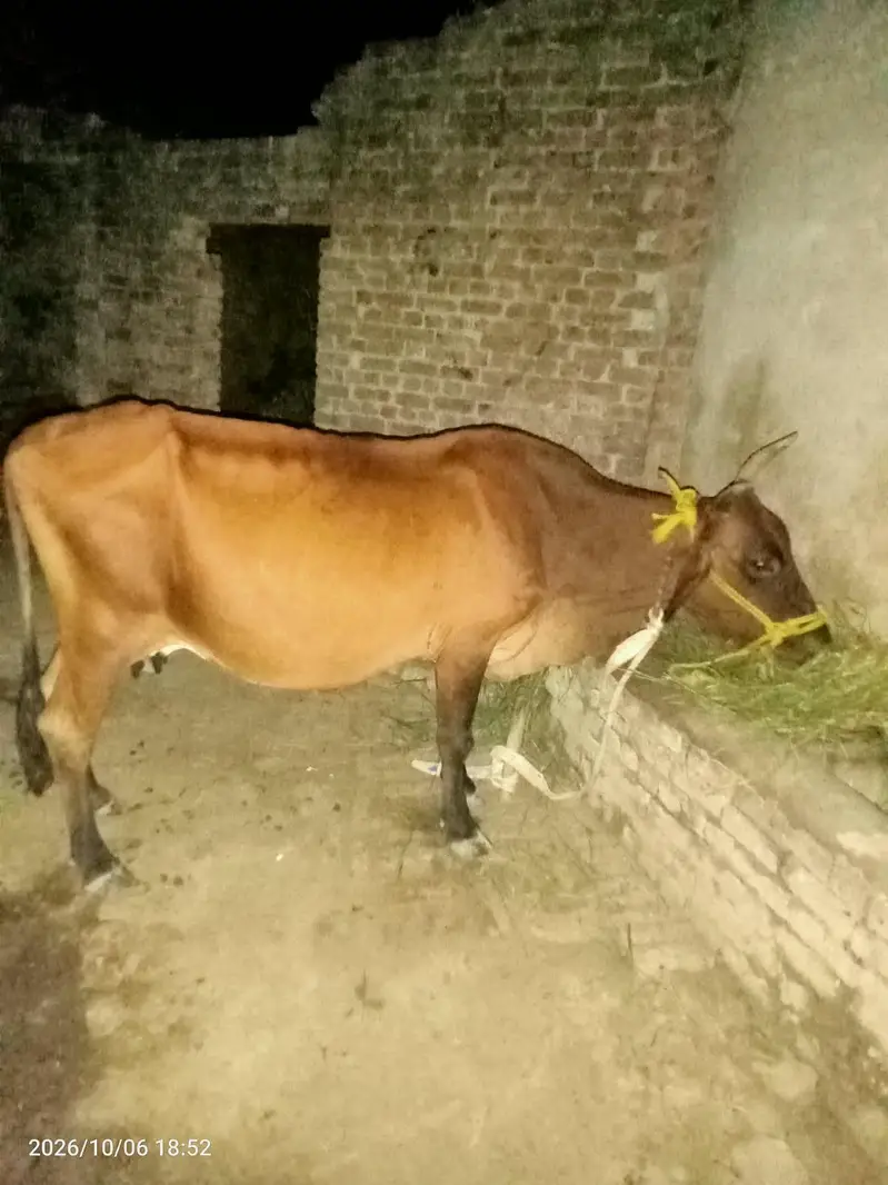 cow for sale