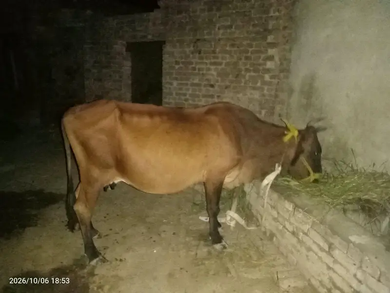 cow for sale — photo 2