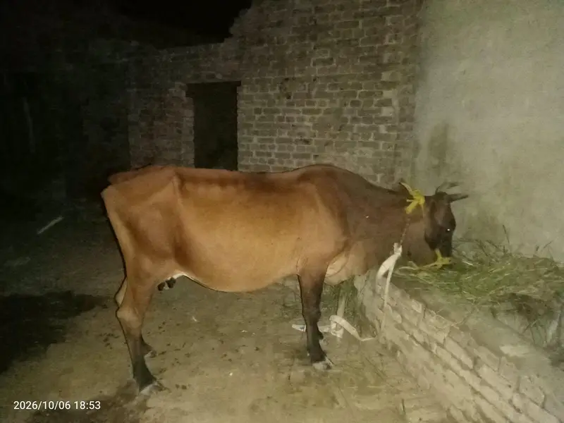 cow for sale — photo 3