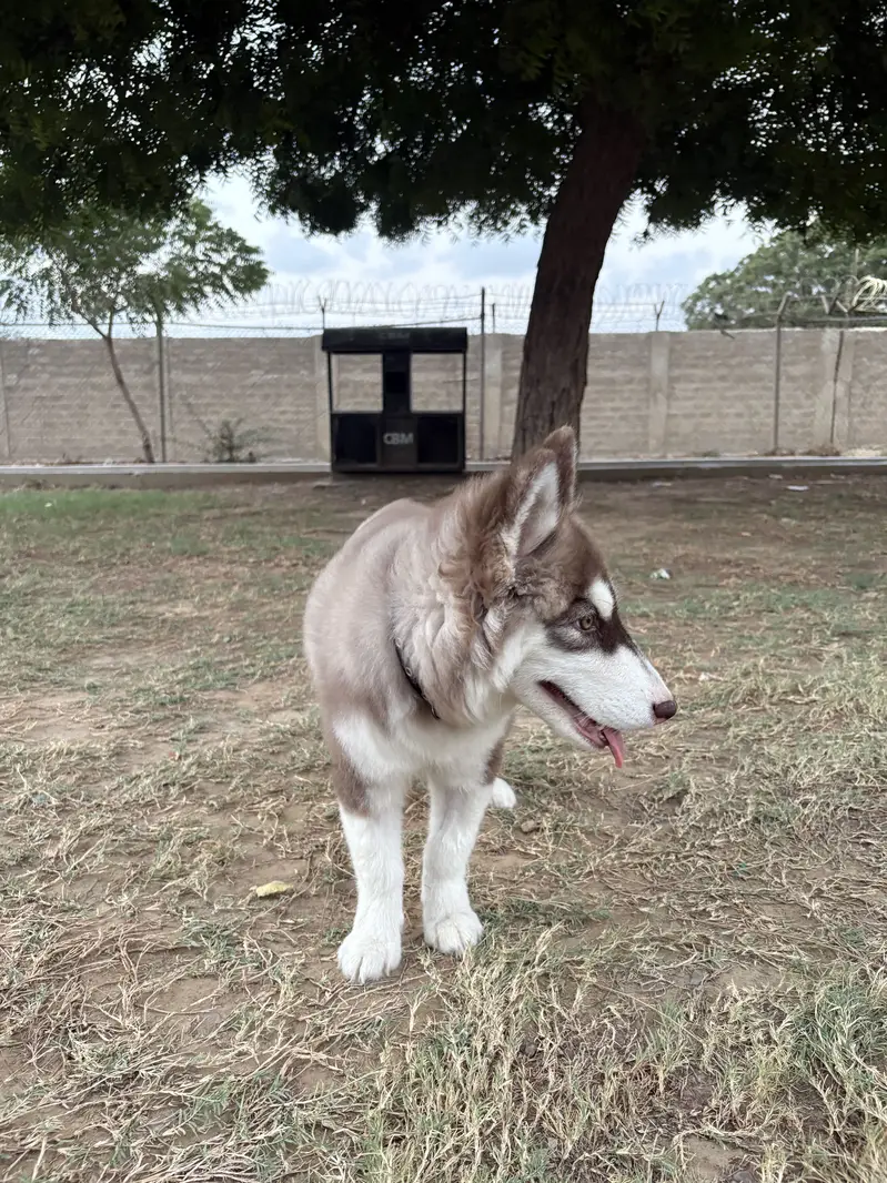 4 month old female Siberian Husky - Long Coat — photo 4