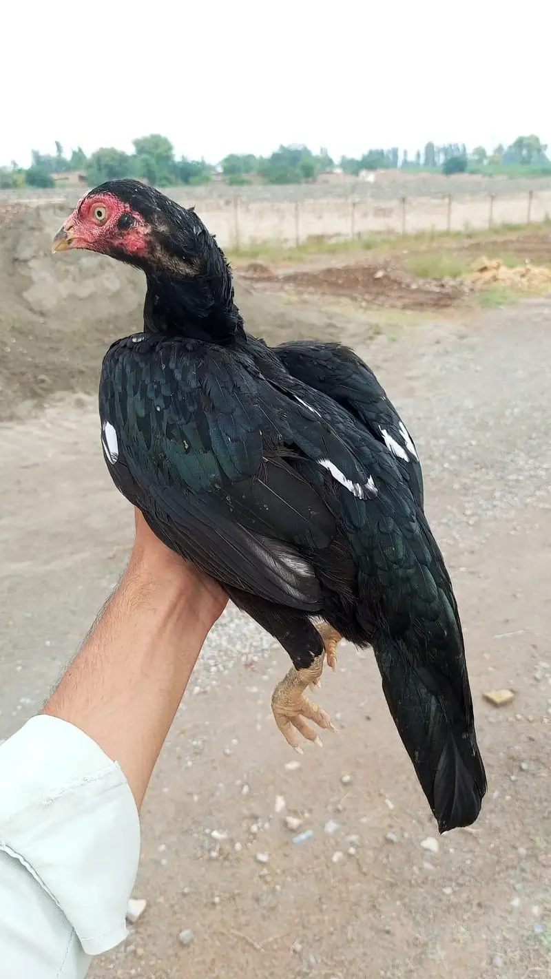 4 Homebreed High Quality Females — photo 2