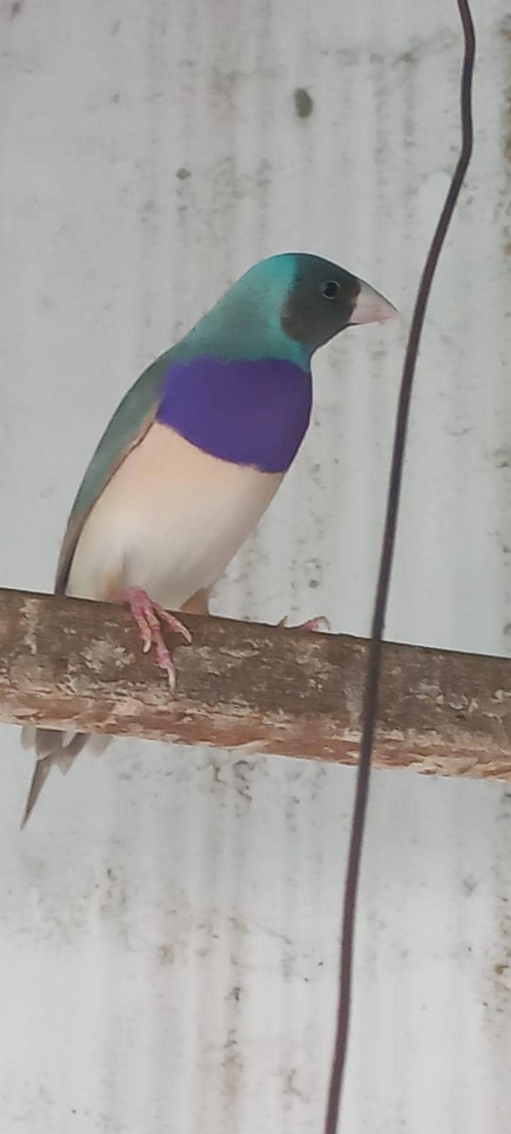 Male split blue 0