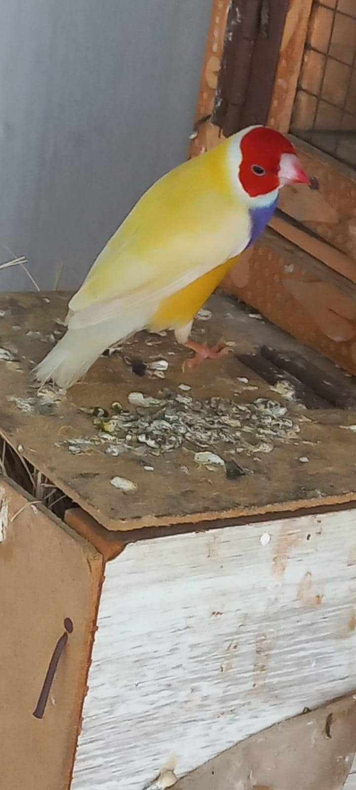 Male split blue 1