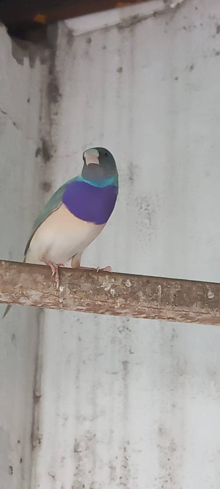 Male split blue 2