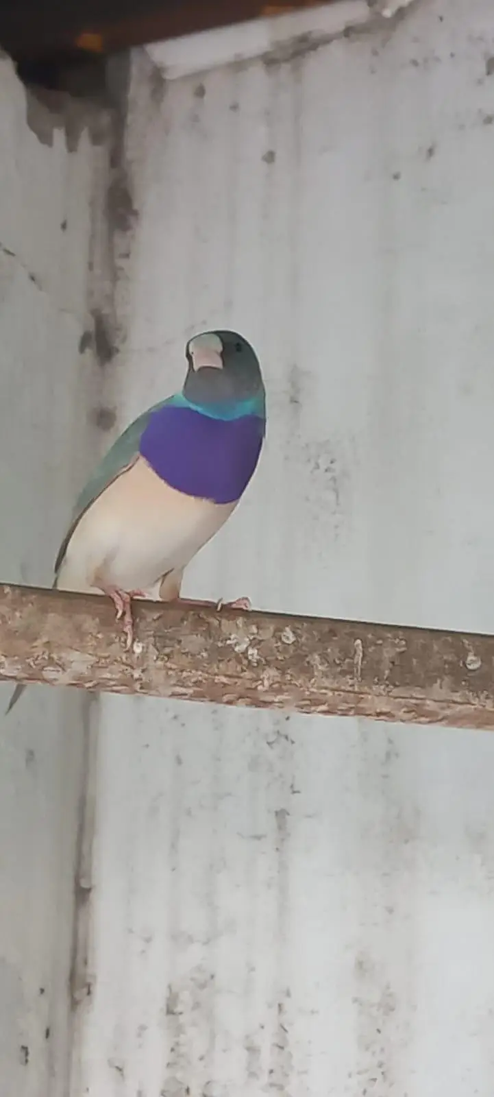 Male split blue — photo 3