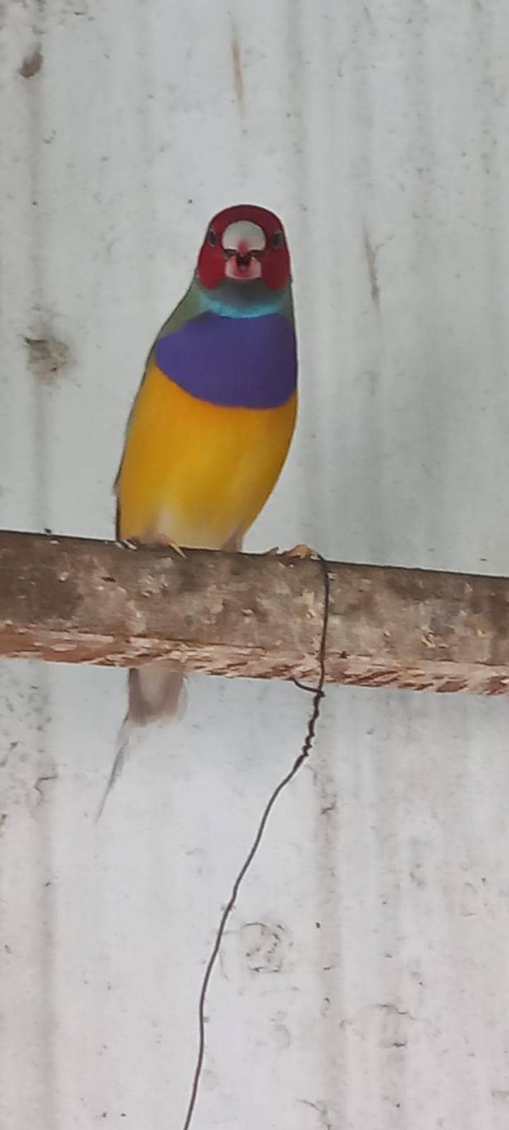 Male split blue 3