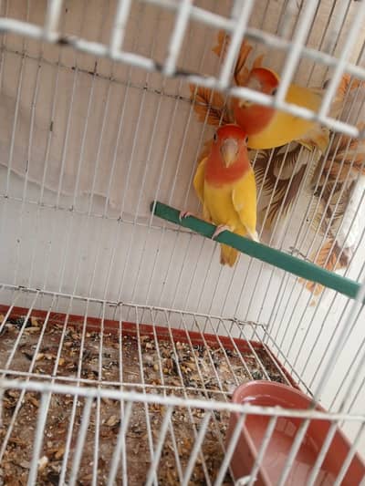 Lovebirds and cocktail for sale