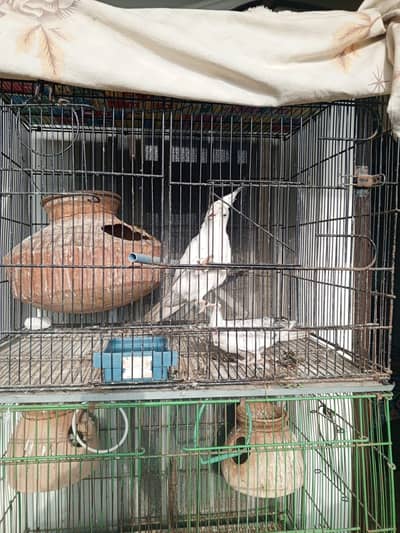 Lovebirds and cocktail for sale