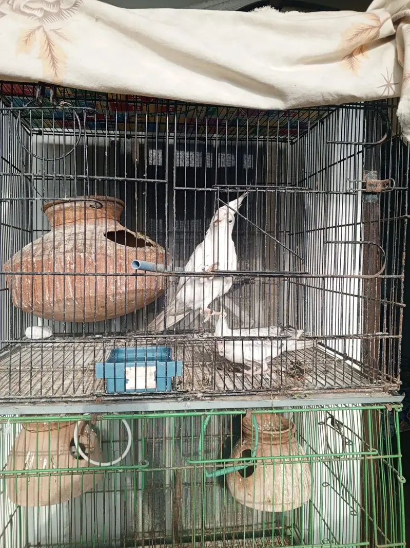 Lovebirds and cocktail for sale — photo 2
